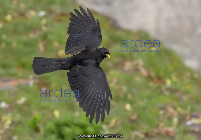 : Alpine Chough, Pyrrhocorax graculus, in flight i : Alpine Chough, Pyrrhocorax graculus, in flight i