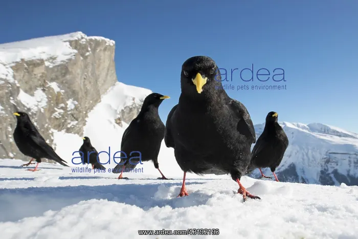 : Alpine Chough (Pyrrhocorax graculus) on snow, Alps : Alpine Chough (Pyrrhocorax graculus) on snow, Alps