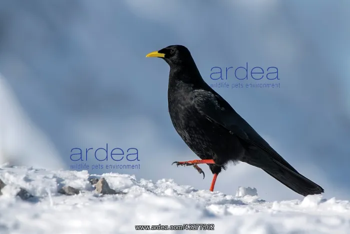 : Alpine Chough (Pyrrhocorax graculus) walks in the : Alpine Chough (Pyrrhocorax graculus) walks in the