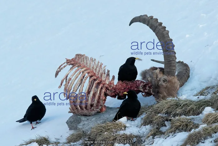 : Alpine Chough (Pyrrhocorax graculus)on an Alpine : Alpine Chough (Pyrrhocorax graculus)on an Alpine