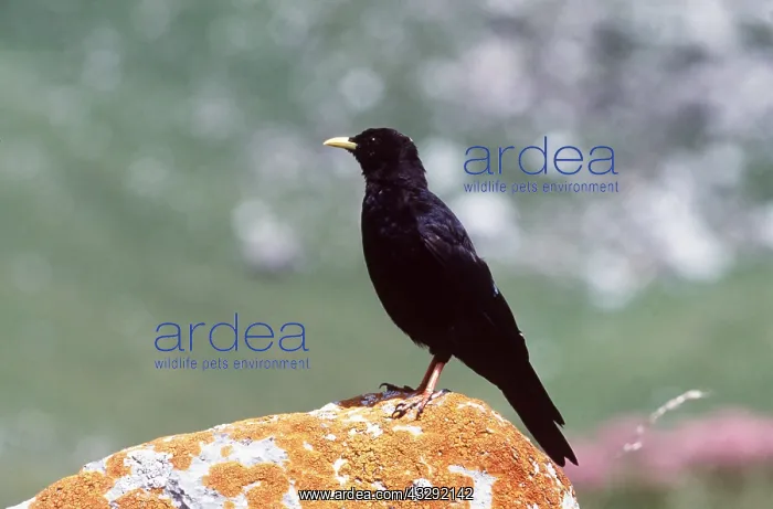 : ALPINE CHOUGH - on rock : ALPINE CHOUGH - on rock