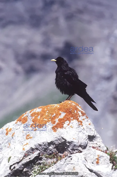  : ALPINE CHOUGH - ON ROCK