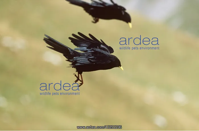 : ALPINE CHOUGH - two, if flight : ALPINE CHOUGH - two, if flight