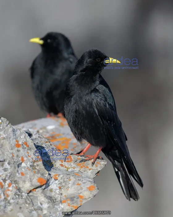 : Alpine choughs (Pyrrhocorax graculus), on a lichen-covered : Alpine choughs (Pyrrhocorax graculus), on a lichen-covered