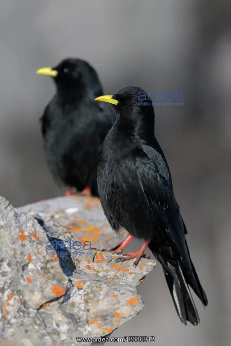 : Alpine choughs (Pyrrhocorax graculus), on a lichen-covered : Alpine choughs (Pyrrhocorax graculus), on a lichen-covered