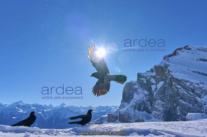 : Alpine choughs (Pyrrhocorax graculus) : Alpine choughs (Pyrrhocorax graculus)