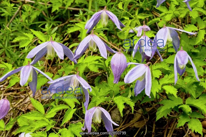 : Alpine clematis - in flower, montane woodland : Alpine clematis - in flower, montane woodland