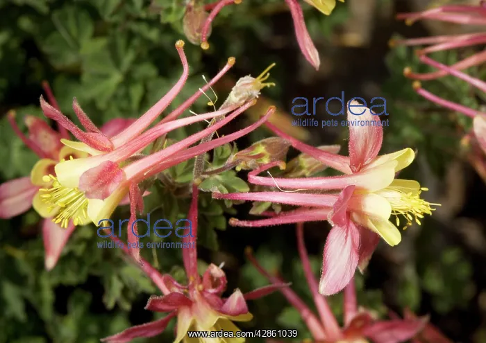 : Alpine Columbine, at about 11, 000 ft. Introgressive : Alpine Columbine, at about 11, 000 ft. Introgressive
