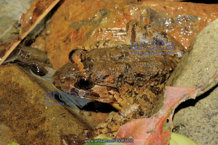 : Alpine cricket frog, Vietnam : Alpine cricket frog, Vietnam