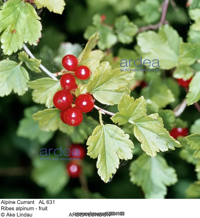  : Alpine CURRANT