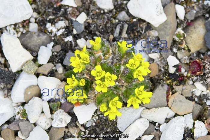  : Alpine Draba