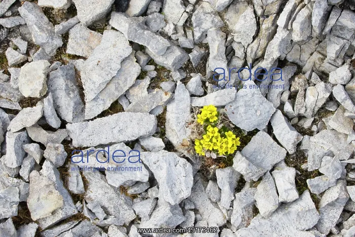  : Alpine Draba