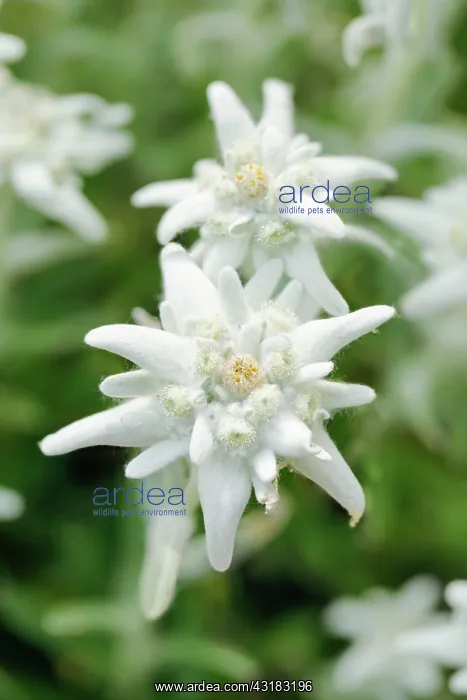 : Alpine Edelweiss (Leontopodium alpinum), Switzerland : Alpine Edelweiss (Leontopodium alpinum), Switzerland