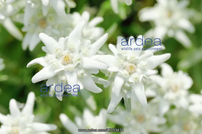 : Alpine Edelweiss (Leontopodium alpinum), Switzerland : Alpine Edelweiss (Leontopodium alpinum), Switzerland
