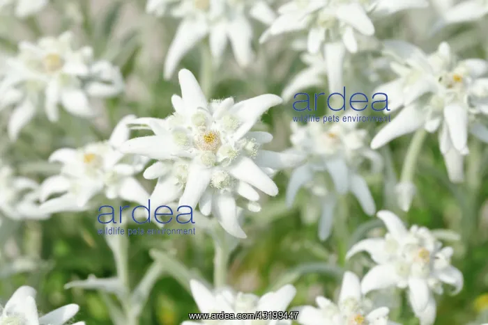  : Alpine Edelweiss (Leontopodium alpinum), Switzerland