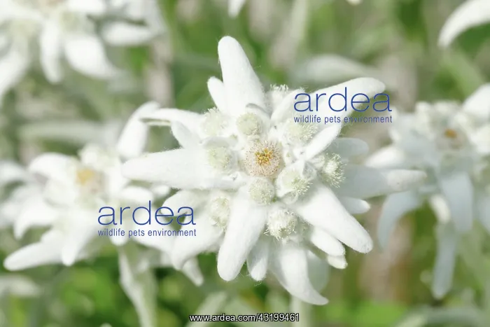 : Alpine Edelweiss (Leontopodium alpinum), Switzerland : Alpine Edelweiss (Leontopodium alpinum), Switzerland