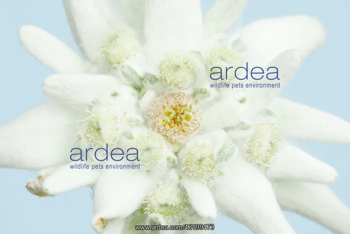 : Alpine Edelweiss (Leontopodium alpinum), Switzerland : Alpine Edelweiss (Leontopodium alpinum), Switzerland