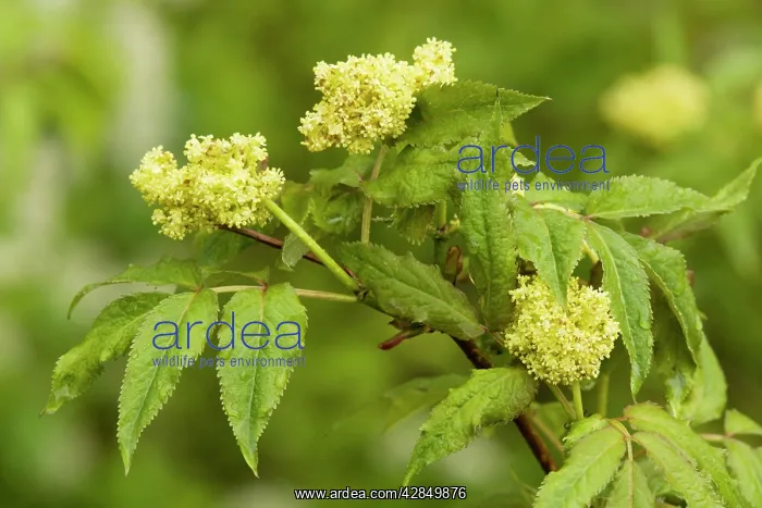 : Alpine elder or Red-berried Elder - in flower : Alpine elder or Red-berried Elder - in flower