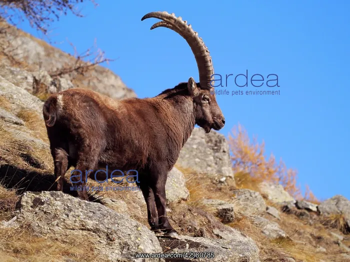 : Alpine / European Ibex / Steinbock - buck in Autumn : Alpine / European Ibex / Steinbock - buck in Autumn