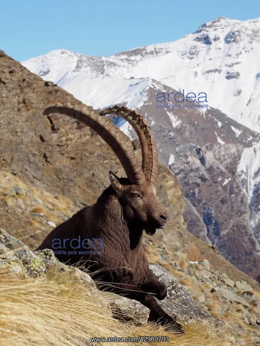 : Alpine / European Ibex / Steinbock - buck in Autumn : Alpine / European Ibex / Steinbock - buck in Autumn