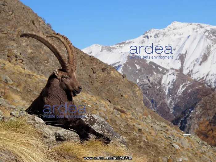 : Alpine / European Ibex / Steinbock - buck in Autumn : Alpine / European Ibex / Steinbock - buck in Autumn