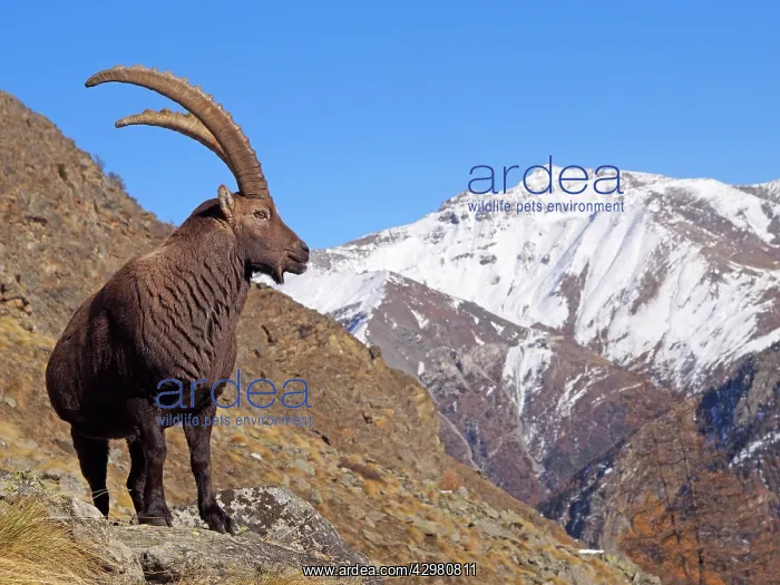 : Alpine / European Ibex / Steinbock - buck in Autumn : Alpine / European Ibex / Steinbock - buck in Autumn