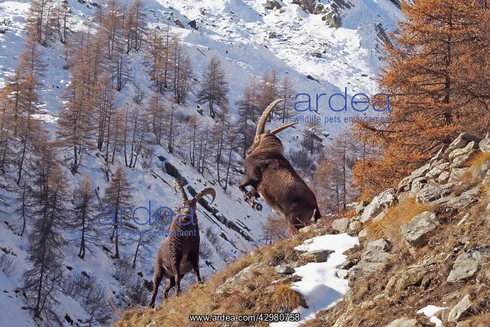 : Alpine / European Ibex / Steinbock - buck fighting : Alpine / European Ibex / Steinbock - buck fighting