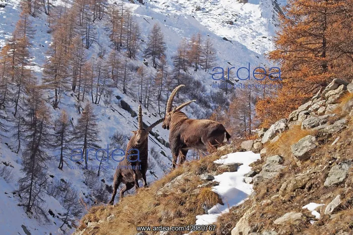 : Alpine / European Ibex / Steinbock - buck fighting : Alpine / European Ibex / Steinbock - buck fighting