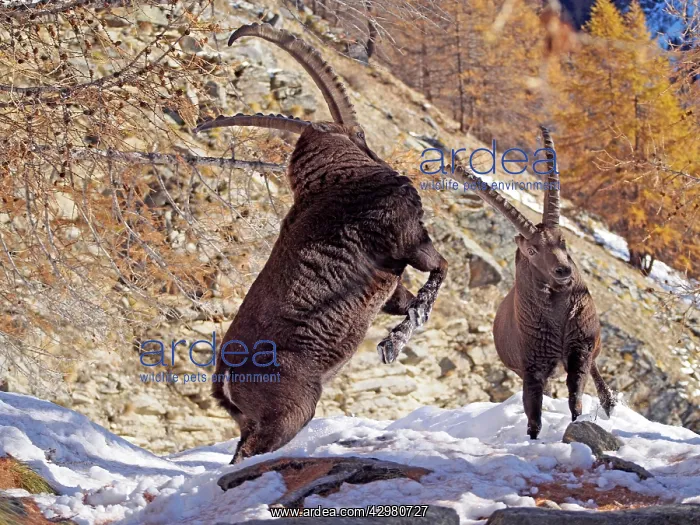 : Alpine / European Ibex / Steinbock - buck fighting in Autumn : Alpine / European Ibex / Steinbock - buck fighting in Autumn