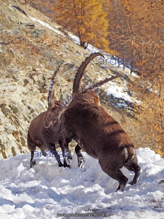 : Alpine / European Ibex / Steinbock - buck fighting in Autumn : Alpine / European Ibex / Steinbock - buck fighting in Autumn
