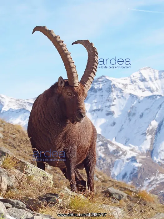 : Alpine / European Ibex / Steinbock - buck in winter : Alpine / European Ibex / Steinbock - buck in winter