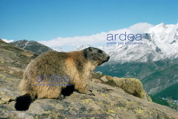 : ALPINE / EUROPEAN MARMOT : ALPINE / EUROPEAN MARMOT