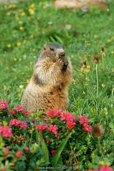 : Alpine / European MARMOT - eating, by rhododendrons : Alpine / European MARMOT - eating, by rhododendrons