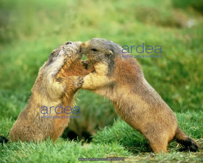  : ALPINE  /  EUROPEAN MARMOT - x two