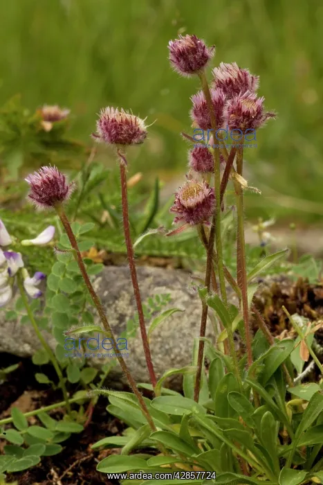 : Alpine fleabane : Alpine fleabane