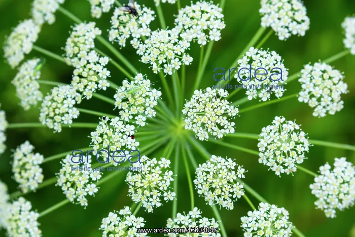 : Alpine Flora, Col de la Cayolle, Ubaye Valley, Alpes : Alpine Flora, Col de la Cayolle, Ubaye Valley, Alpes