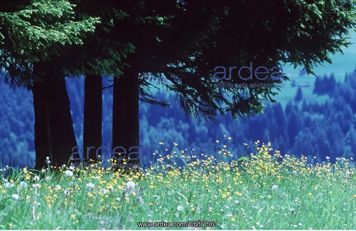 : ALPINE FLOWERS - Buttercups in high meadow : ALPINE FLOWERS - Buttercups in high meadow