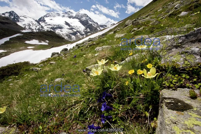 : Alpine flowers - high above the Bernina Pass - : Alpine flowers - high above the Bernina Pass -