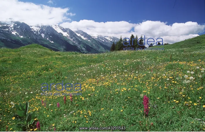 : ALPINE FLOWERS - high meadow : ALPINE FLOWERS - high meadow