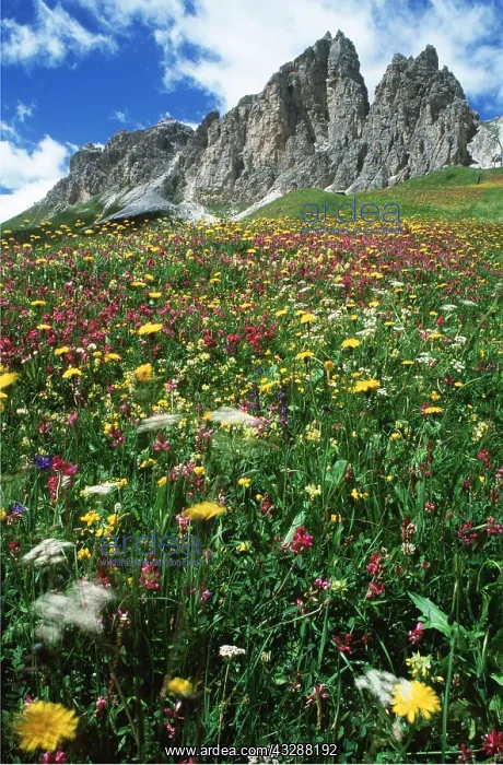 : ALPINE FLOWERS - on limestone : ALPINE FLOWERS - on limestone