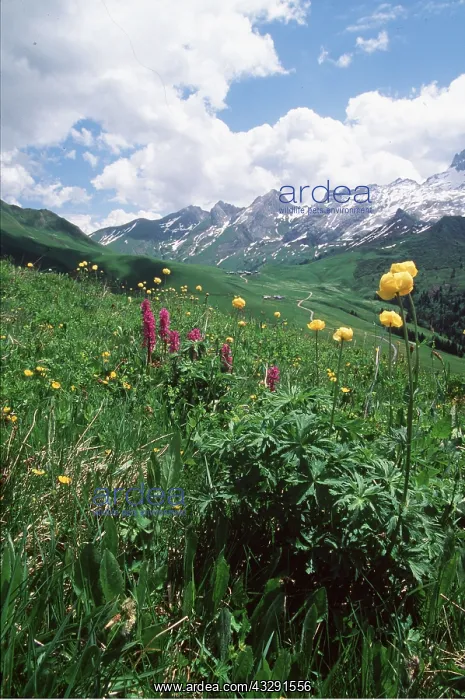 : ALPINE FLOWERS - in meadow including Globe Flowers : ALPINE FLOWERS - in meadow including Globe Flowers