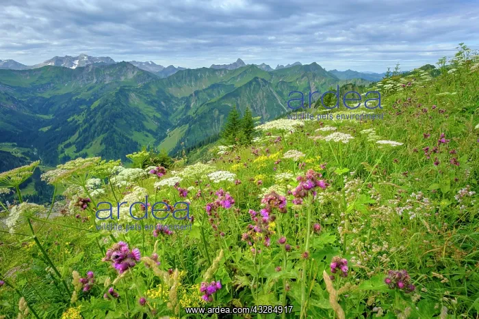 : Alpine flowers nature trail at the summit, Walmendinger : Alpine flowers nature trail at the summit, Walmendinger