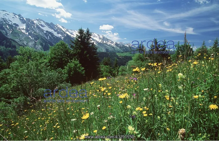 : ALPINE FLOWERS - Spring flowers on high meadow : ALPINE FLOWERS - Spring flowers on high meadow