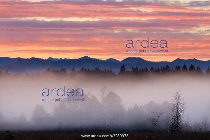 : Alpine foothills landscape at morning fog, morning : Alpine foothills landscape at morning fog, morning