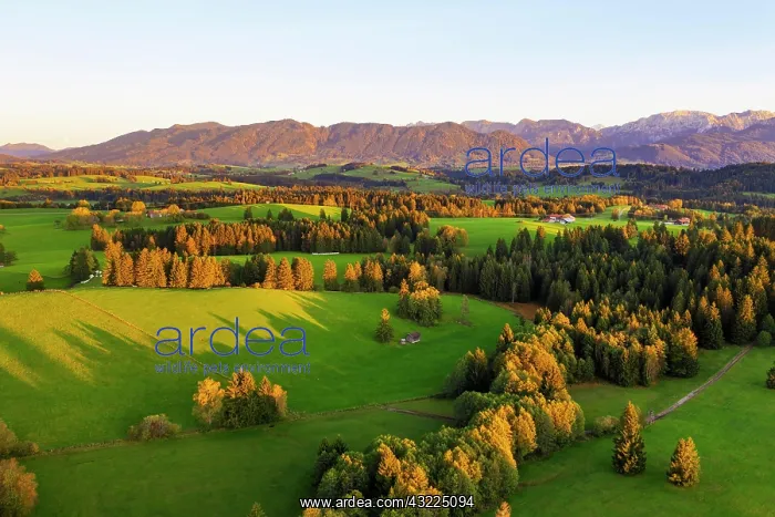 : Alpine foreland in the evening light, Ammergau Alps : Alpine foreland in the evening light, Ammergau Alps