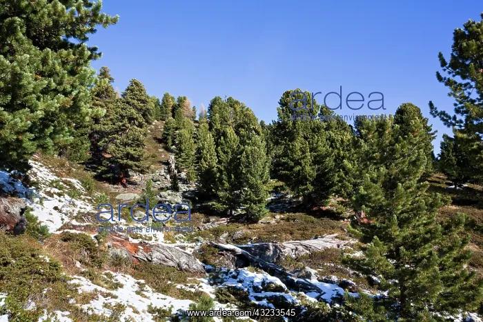 : Alpine forest of Swiss Pine (Arve, Pinus : Alpine forest of Swiss Pine (Arve, Pinus
