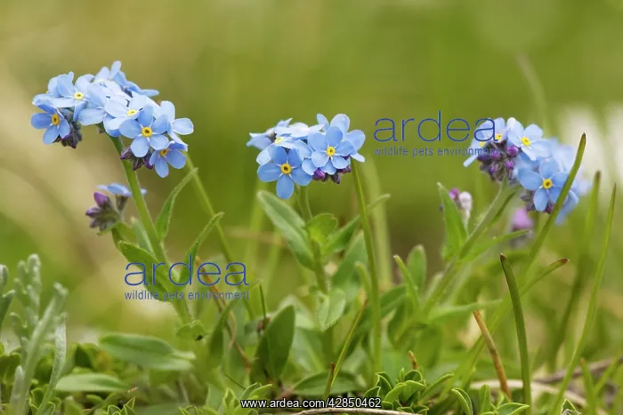 : Alpine forget-me-not - in flower. Very rare in UK : Alpine forget-me-not - in flower. Very rare in UK