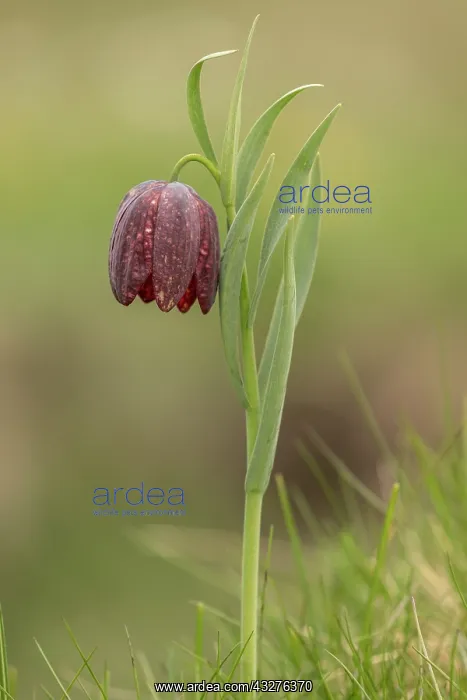 : An alpine Fritillary, Fritillaria tubiformis in : An alpine Fritillary, Fritillaria tubiformis in