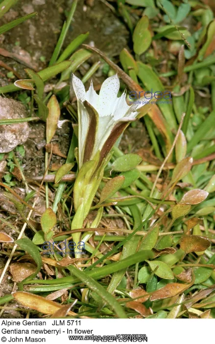  : Alpine Gentian