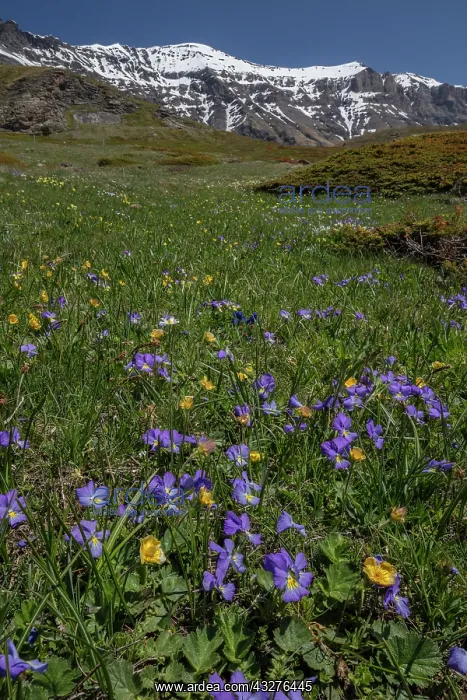 : Alpine grassland with Mountain Pansies (Viola calcarata) : Alpine grassland with Mountain Pansies (Viola calcarata)